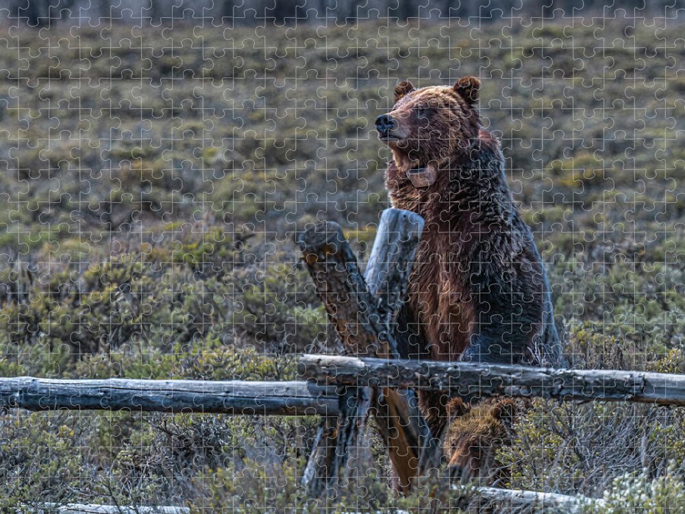 Grizzly Jigsaw Puzzle featuring the photograph Don't Fence Me In by Yeates Photography