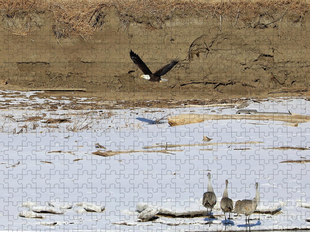 Eagle Jigsaw Puzzle featuring the photograph Don't Turn Your Back by Paula Guttilla