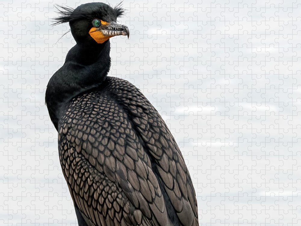 Double-crested Cormorant Jigsaw Puzzle featuring the photograph Double-crested Cormorant 5896-022523-2 by Tam Ryan