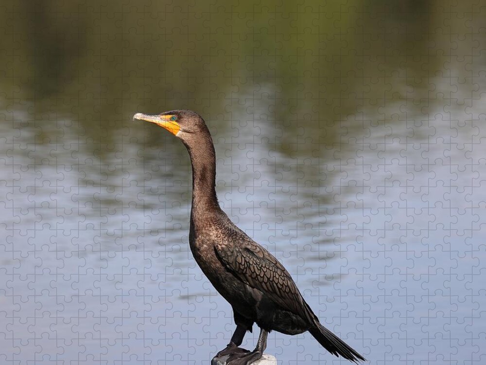 Bird Jigsaw Puzzle featuring the photograph Double Crested Cormorant by Mingming Jiang