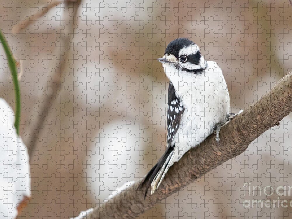 Downy Woodpecker Jigsaw Puzzle featuring the photograph Downy in the Snow I by Alyssa Tumale