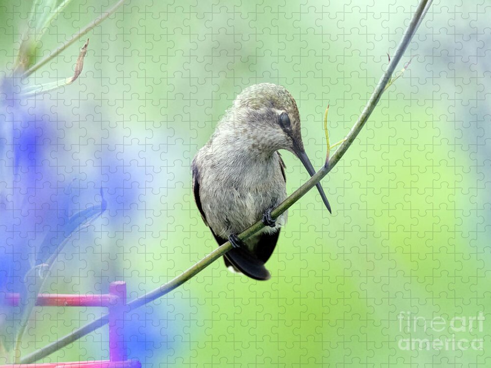 Kmaphoto Jigsaw Puzzle featuring the photograph Dozing Hummingbird by Kristine Anderson
