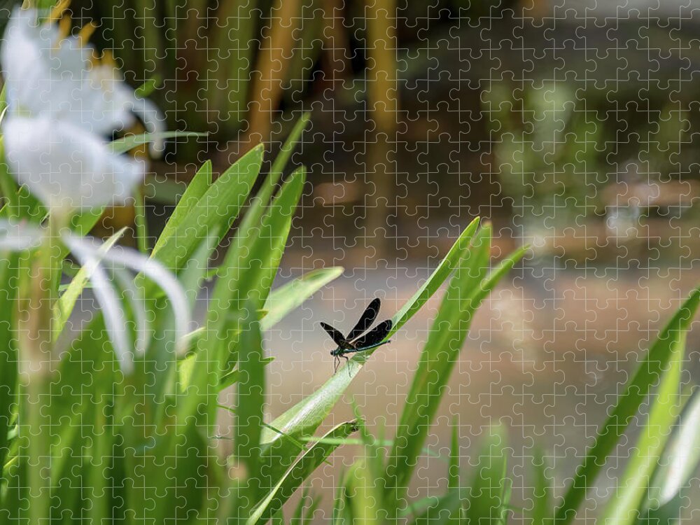 Dragonfly Jigsaw Puzzle featuring the photograph Dragon Fly - Ebony Jewel Wing by John Kirkland