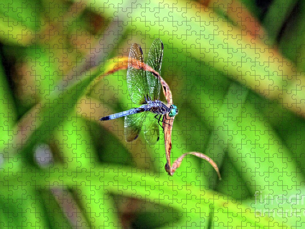 Dragonfly Jigsaw Puzzle featuring the photograph Dragonfly in Central Park #18 by Patricia Youngquist