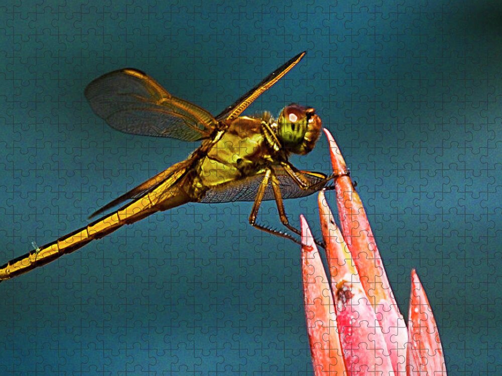 Dragonfly Jigsaw Puzzle featuring the photograph Dragonfly Resting by Bill Barber