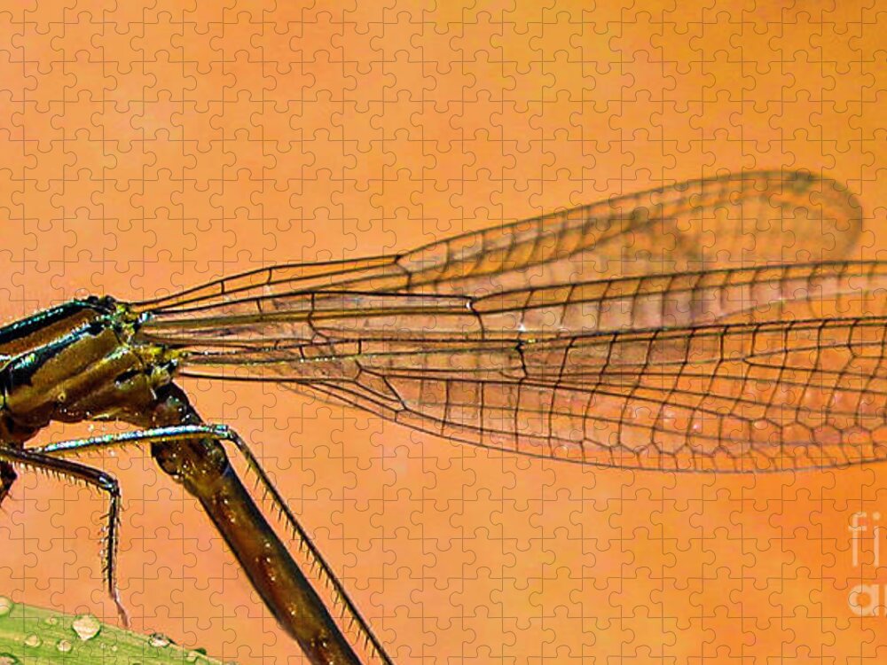 Dragonfly Jigsaw Puzzle featuring the photograph Dragonfly by Shirley Dutchkowski