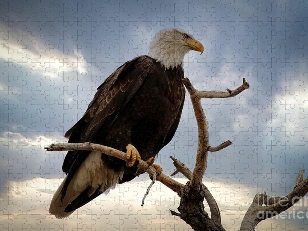 Eagle Jigsaw Puzzle featuring the photograph Dramatic by Veronica Batterson