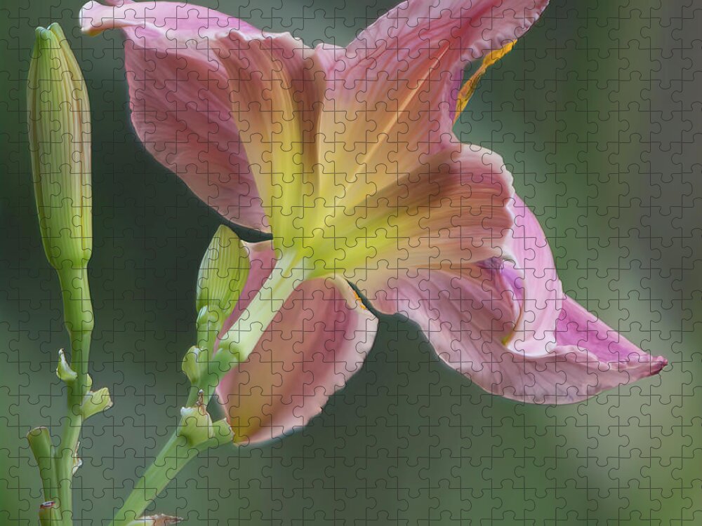 Pink Jigsaw Puzzle featuring the photograph Dreamy Daylily by Patti Deters