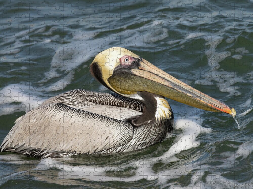 Birds Jigsaw Puzzle featuring the photograph Drooling Brown Pelican by RD Allen