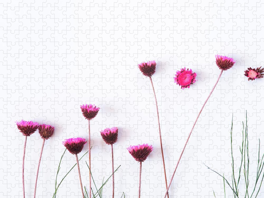 Dry Flowers Jigsaw Puzzle featuring the photograph Dry purple floral bouquet on white background. by Michalakis Ppalis