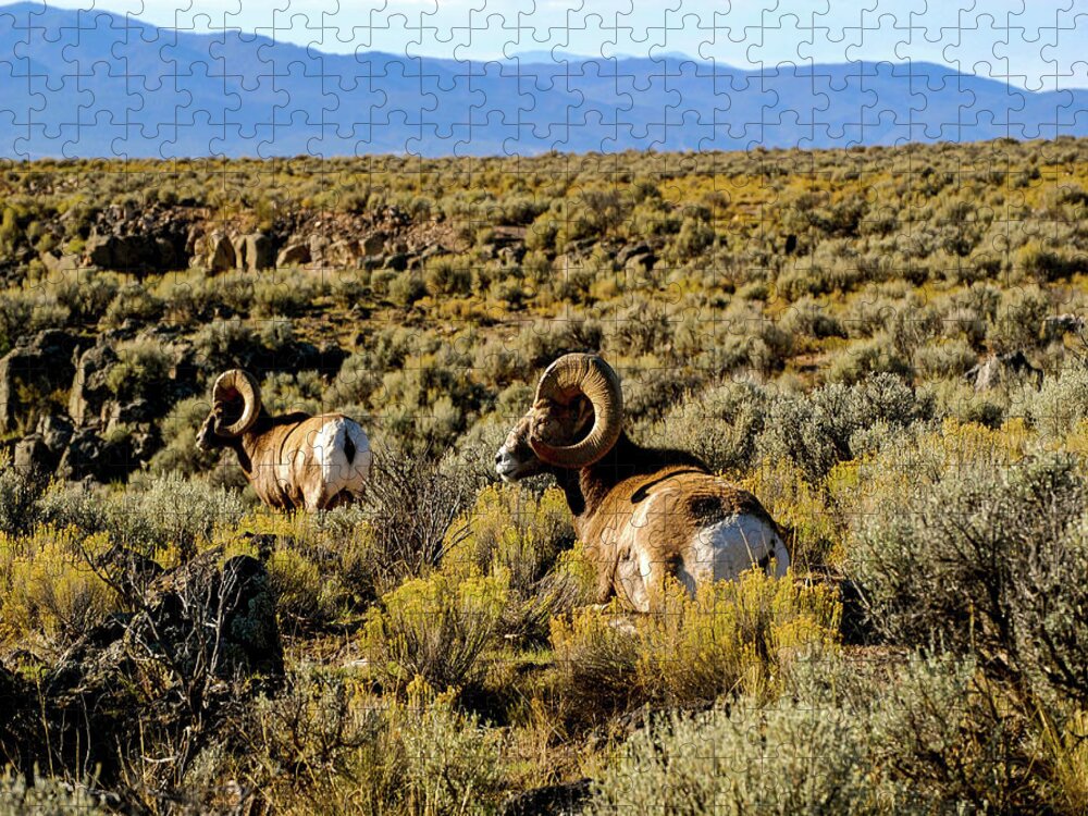 Bighorn Sheep Jigsaw Puzzle featuring the photograph Wild Bighorn Sheep - New Mexico by Earth And Spirit