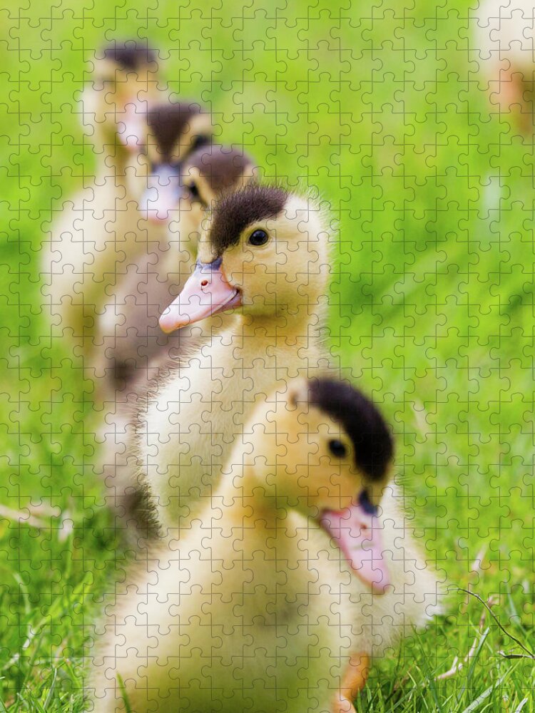 Nature Jigsaw Puzzle featuring the photograph Ducks in a Row by Belen Bilgic Schneider