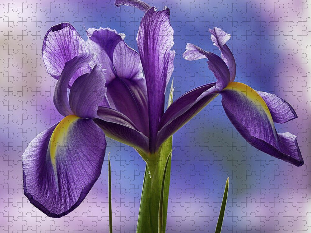 Floral Jigsaw Puzzle featuring the photograph Dutch Iris by Shirley Mitchell