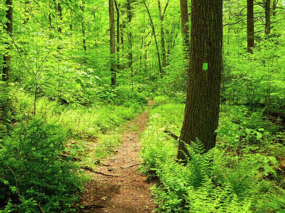 Dwg Dunnfield Creek Spring Green And Trail Blaze Jigsaw Puzzle featuring the photograph DWG Dunnfield Creek Spring Green and Trail Blaze by Raymond Salani III