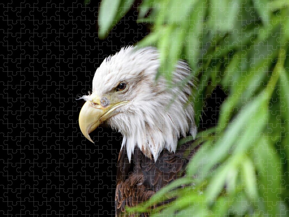 Eagle Jigsaw Puzzle featuring the photograph Eagle 2 by Deborah M