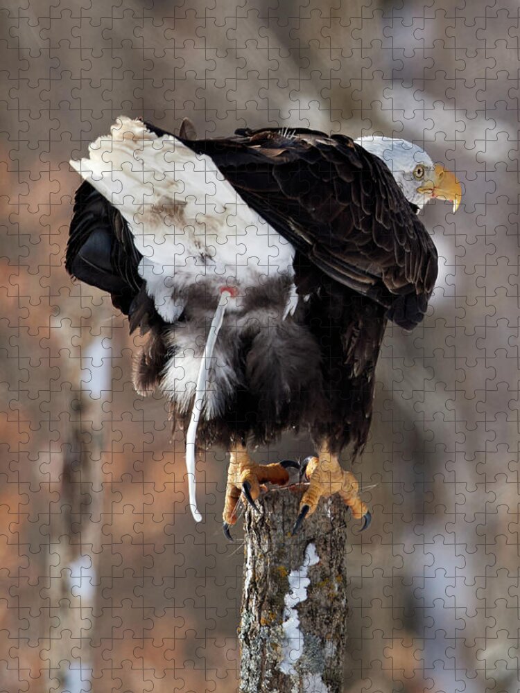 Bird Jigsaw Puzzle featuring the photograph Eagle shat in the woods by Paul Freidlund