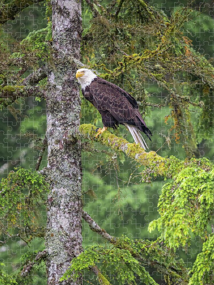 Eagle Jigsaw Puzzle featuring the photograph Eagle Tree by Michael Rauwolf