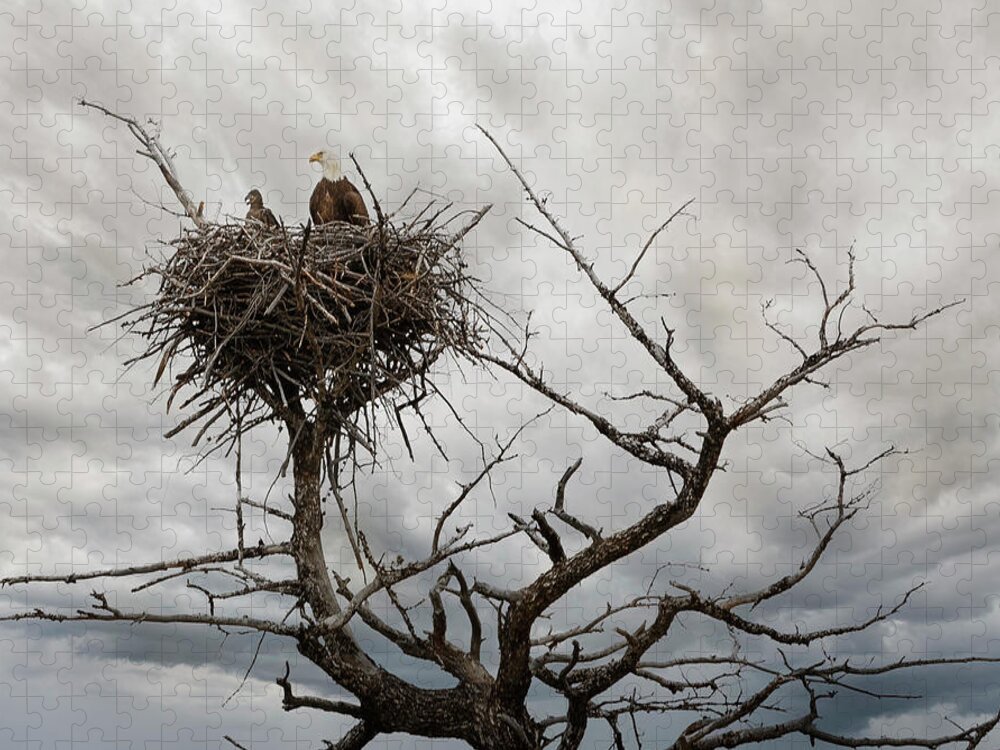 Bald Eagle Jigsaw Puzzle featuring the photograph Eagles Nest by Craig J Satterlee