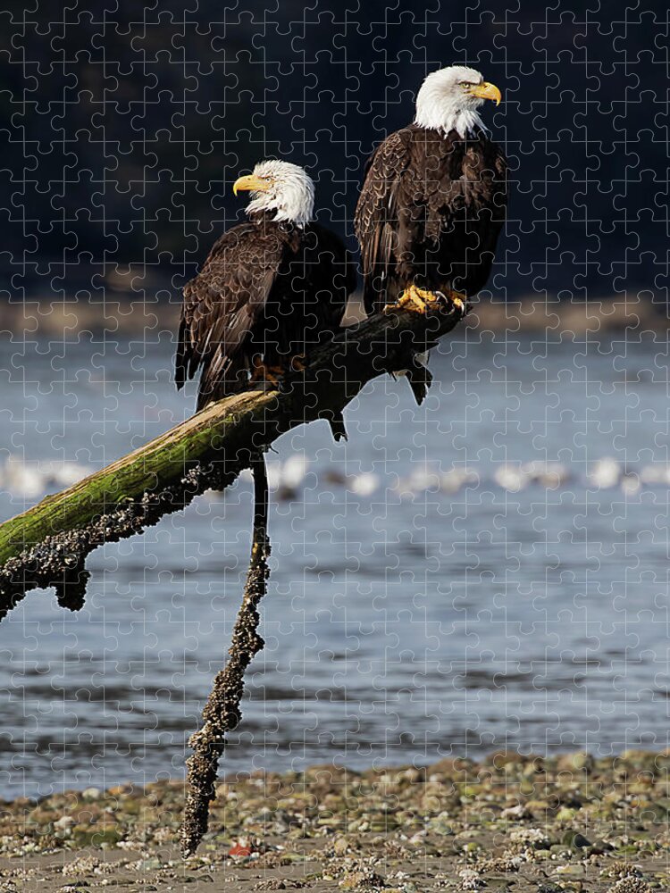 Bald Eagles Jigsaw Puzzle featuring the photograph Eagles on the Beach by Peggy Collins