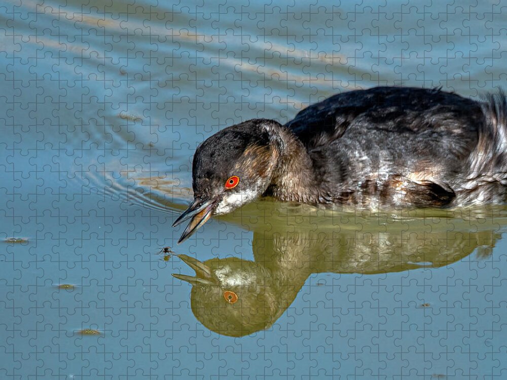 Eared Grebe Jigsaw Puzzle featuring the photograph Eared Grebe by Rick Mosher