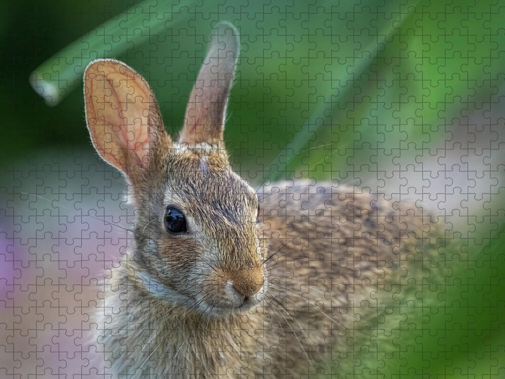 Wildlife Jigsaw Puzzle featuring the photograph Eastern Cottontail Rabbit by Lara Morrison