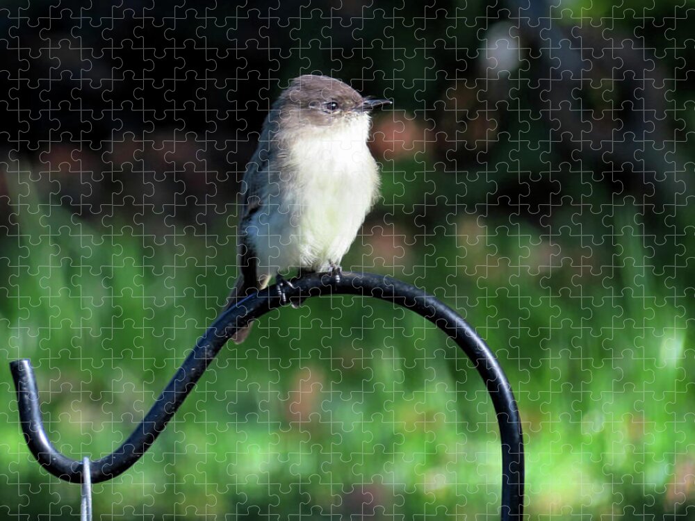 Birds Jigsaw Puzzle featuring the photograph Eastern Phoebe by Linda Stern