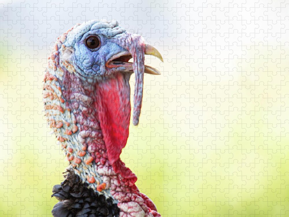 Turkey Jigsaw Puzzle featuring the photograph Eastern Tom Turkey Portrait by Bob Decker