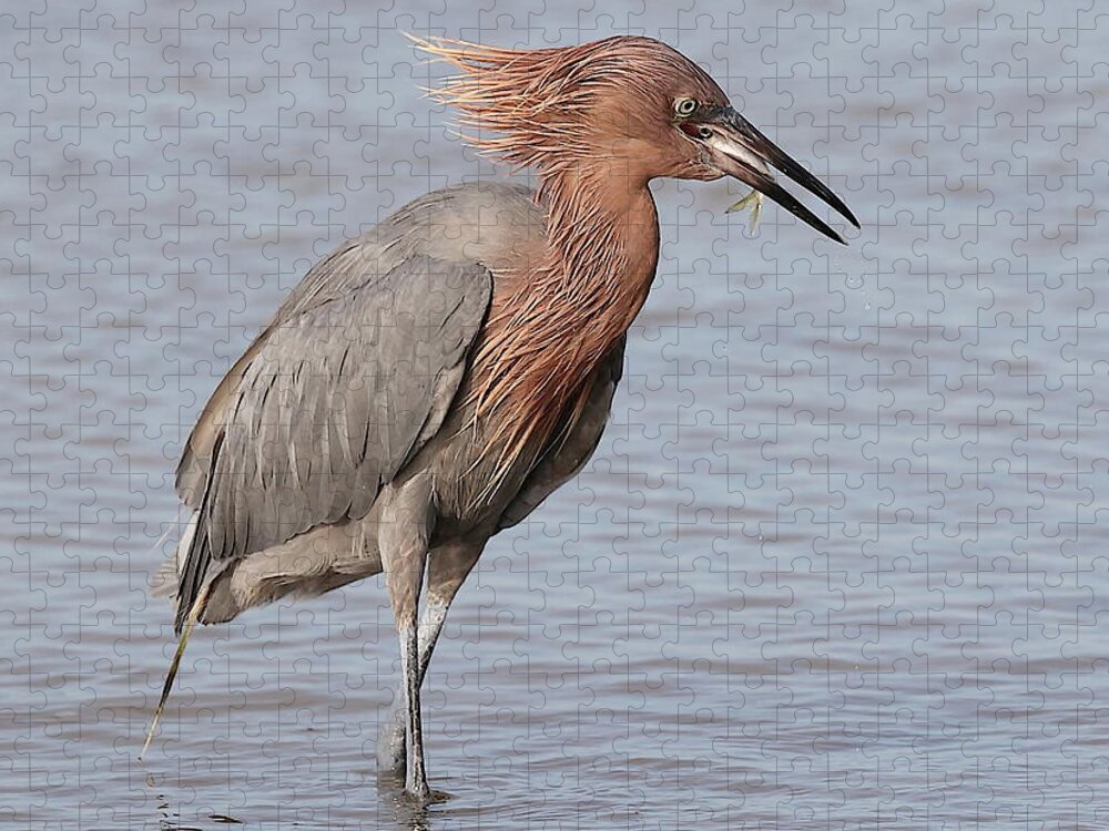 Reddish Egret Jigsaw Puzzle featuring the photograph Eating a Fish May Need Greater Efforts by Mingming Jiang
