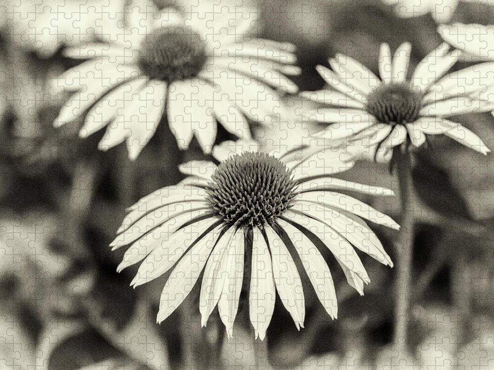Black And White Flowers Jigsaw Puzzle featuring the photograph Echinacea Black And White by Tanya C Smith