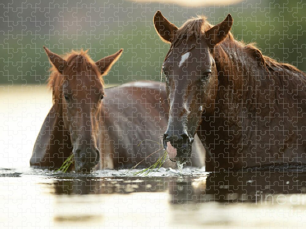 Salt River Wild Horses Jigsaw Puzzle featuring the photograph Eelgrass Snorkeling by Shannon Hastings