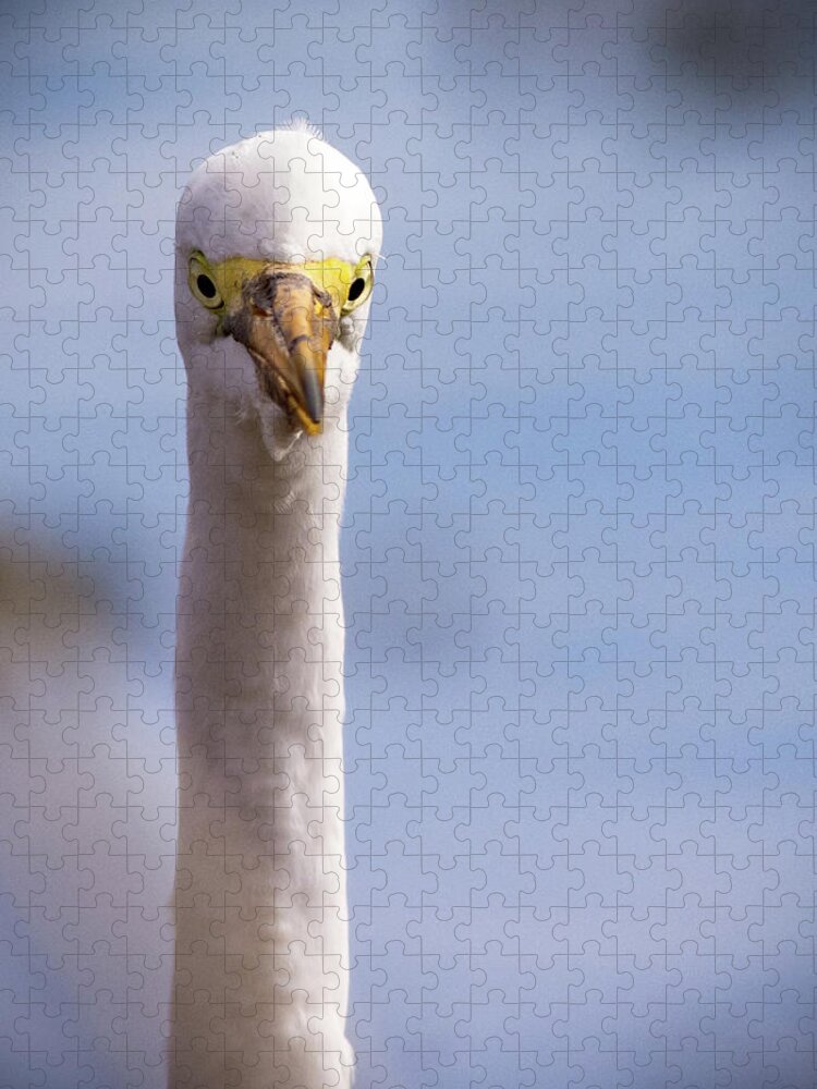 Color Jigsaw Puzzle featuring the photograph Egret Stare by Jean Noren