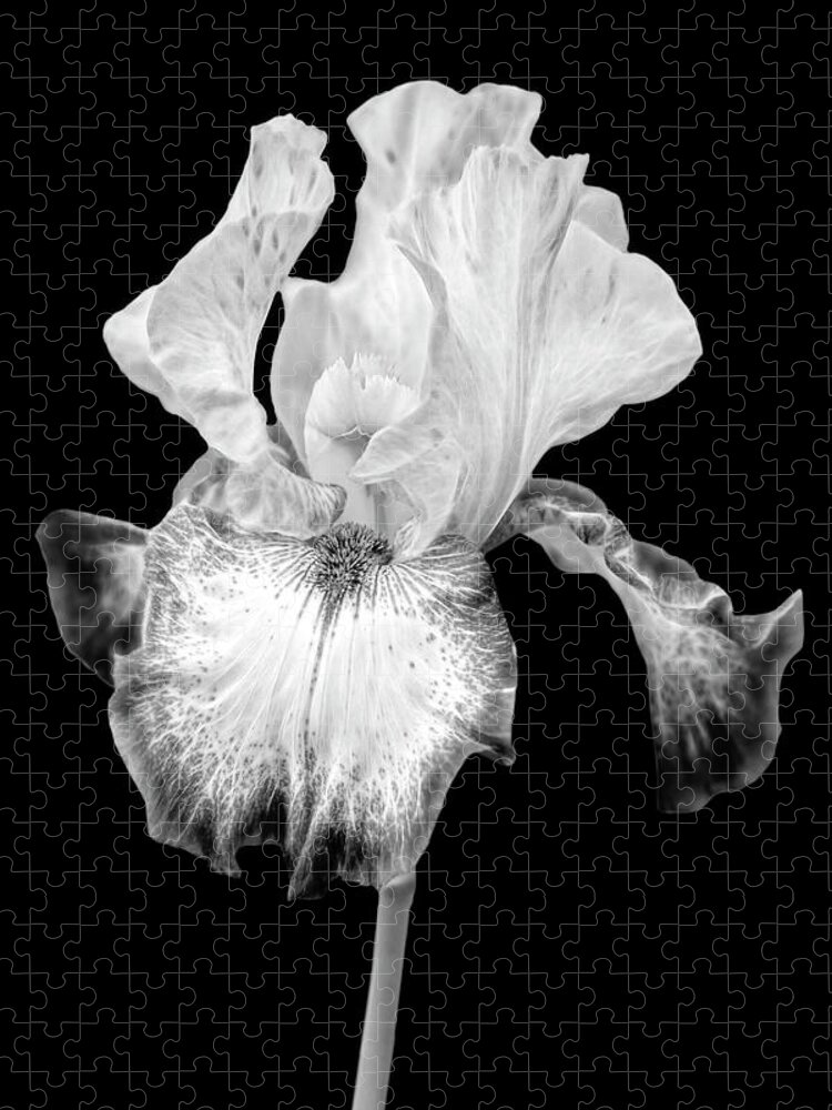 Iris Jigsaw Puzzle featuring the photograph Electric Iris FlowerBW by Susan Candelario