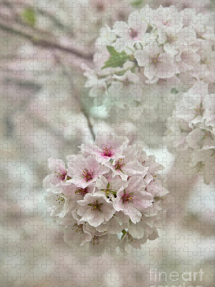 Cherry Blossoms Jigsaw Puzzle featuring the photograph Elegant, Delicate, and Dainty by Amy Dundon