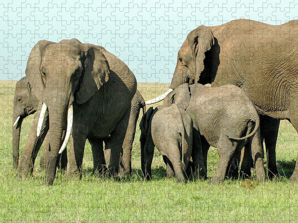 Elephant Jigsaw Puzzle featuring the photograph Elephant Family by Steve Templeton