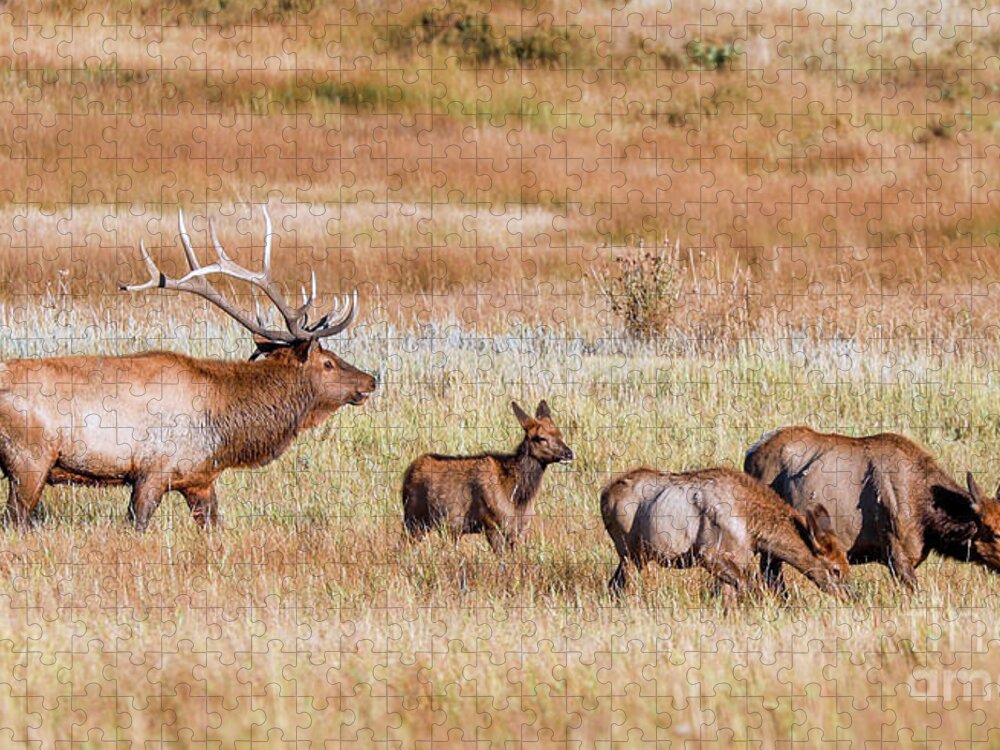Elk Jigsaw Puzzle featuring the photograph Elk Family by Shirley Dutchkowski