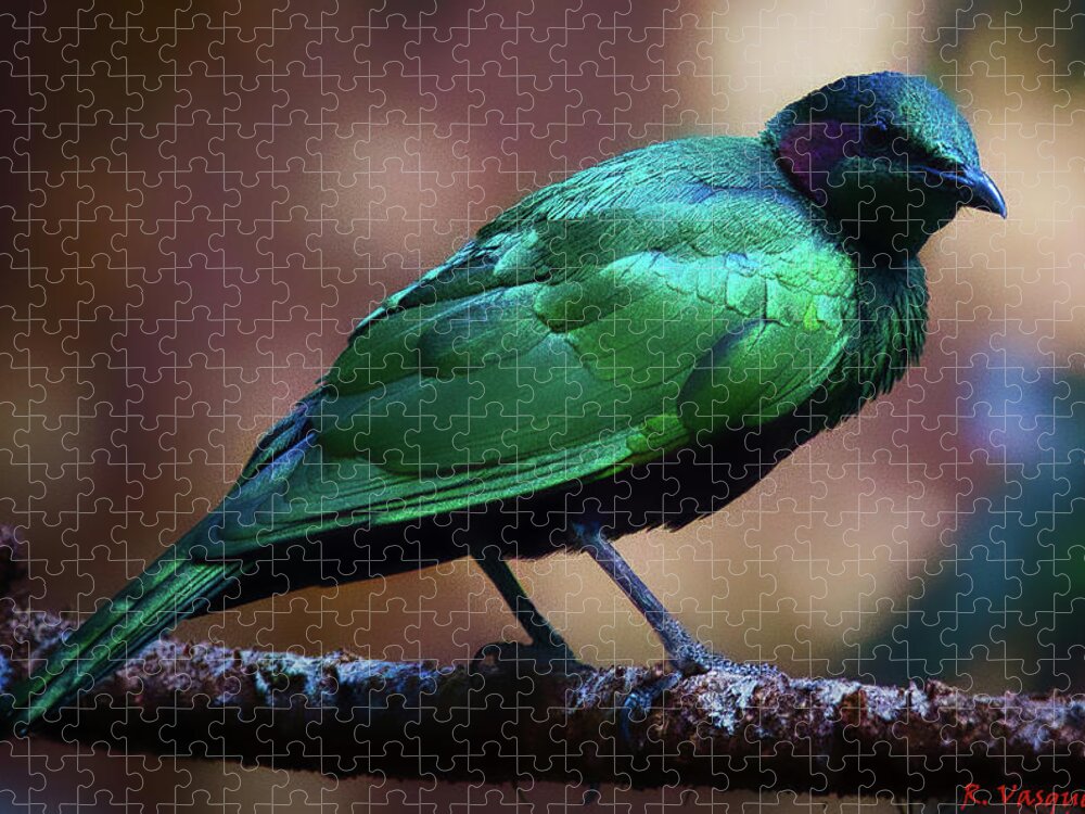 Bird Jigsaw Puzzle featuring the photograph Emerald Starling by Rene Vasquez