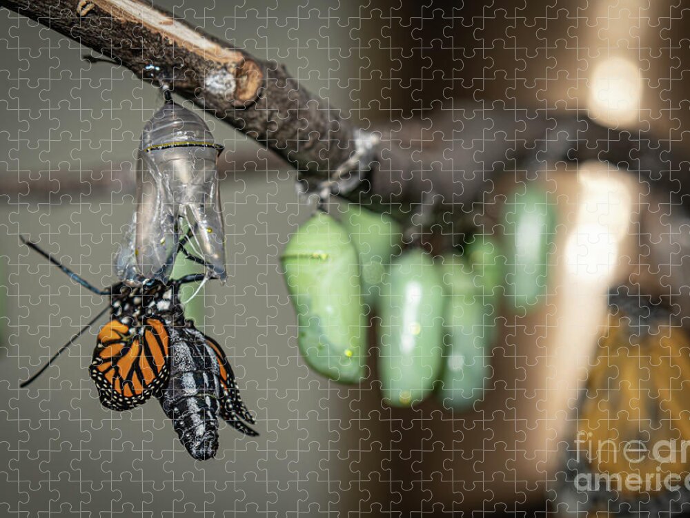 Emerging Jigsaw Puzzle featuring the photograph Emerging Butterfly by Amfmgirl Photography