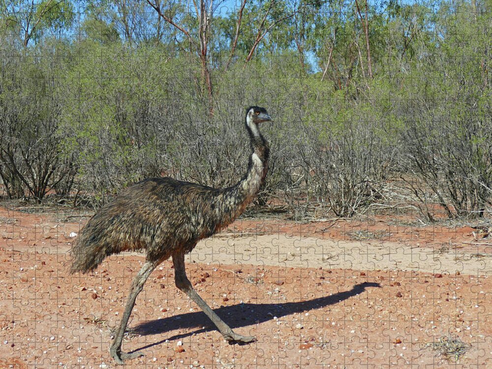 Animals Jigsaw Puzzle featuring the photograph Emu by Maryse Jansen