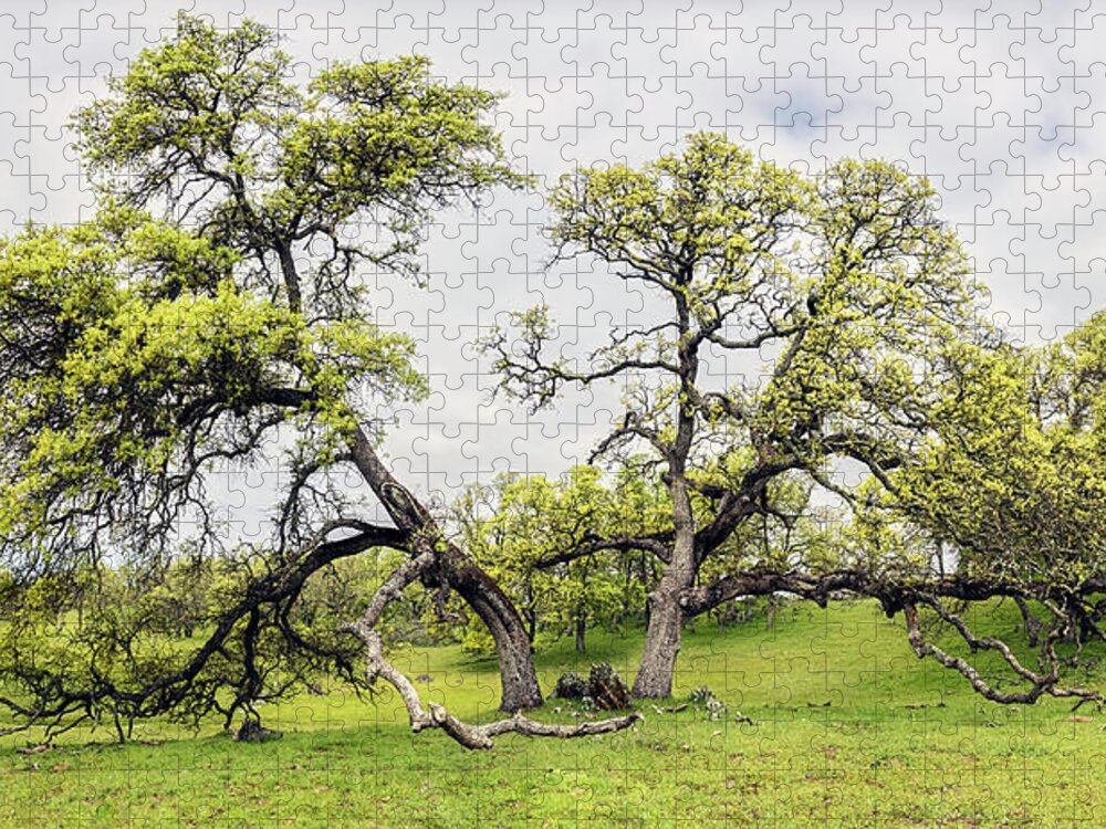 Enchanted Forest Jigsaw Puzzle featuring the photograph Enchanted Embrace by Gary Geddes