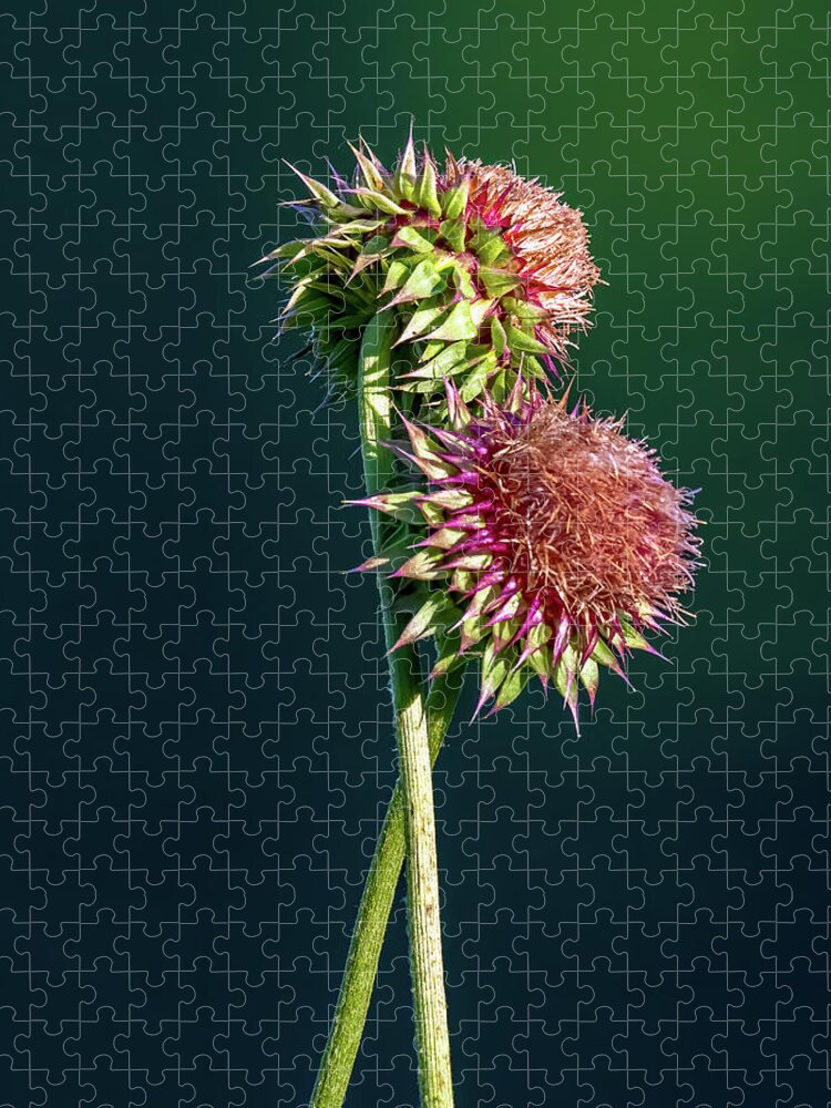 Thistle Stems Jigsaw Puzzle featuring the photograph Entwined by Marcy Wielfaert
