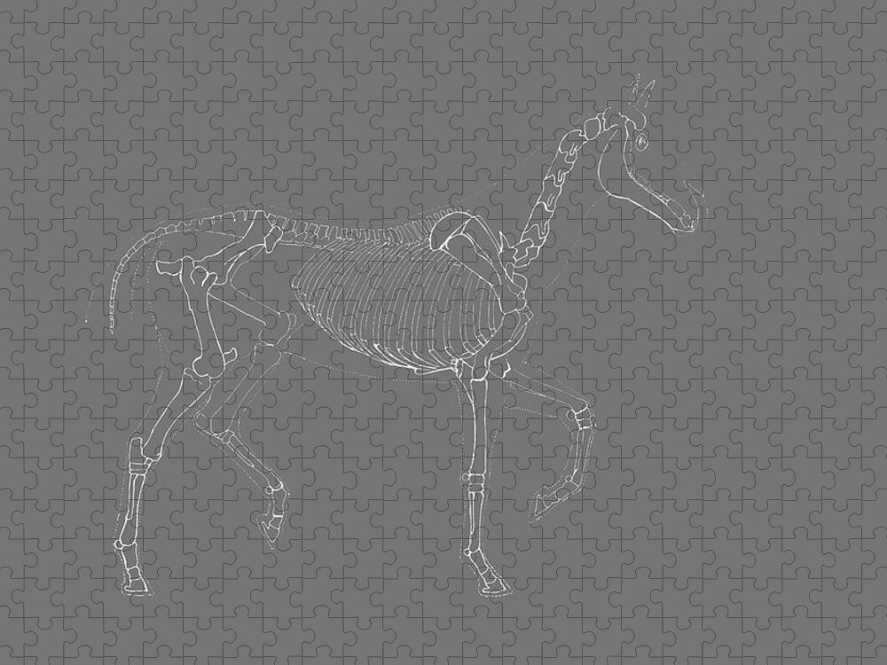 Appendicular Jigsaw Puzzle featuring the photograph Equine Skeleton Study by Jamart Photography