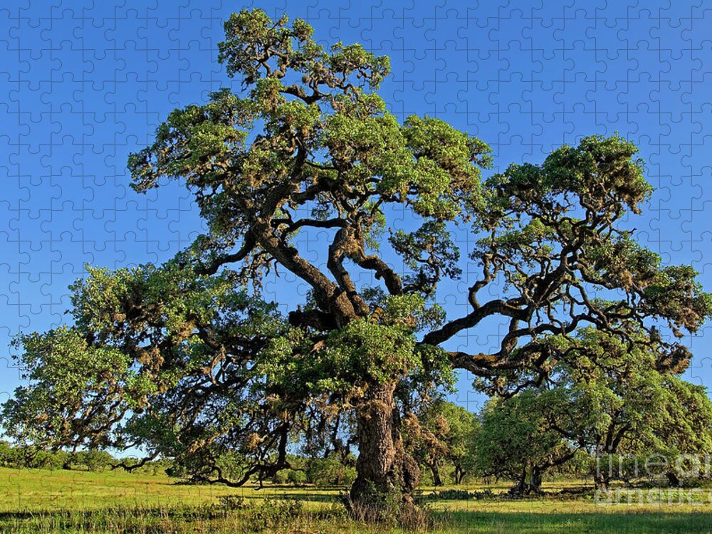 Dave Welling Jigsaw Puzzle featuring the photograph Escarpment Oak Quercus Fusiformis Hill Country Texas by Dave Welling