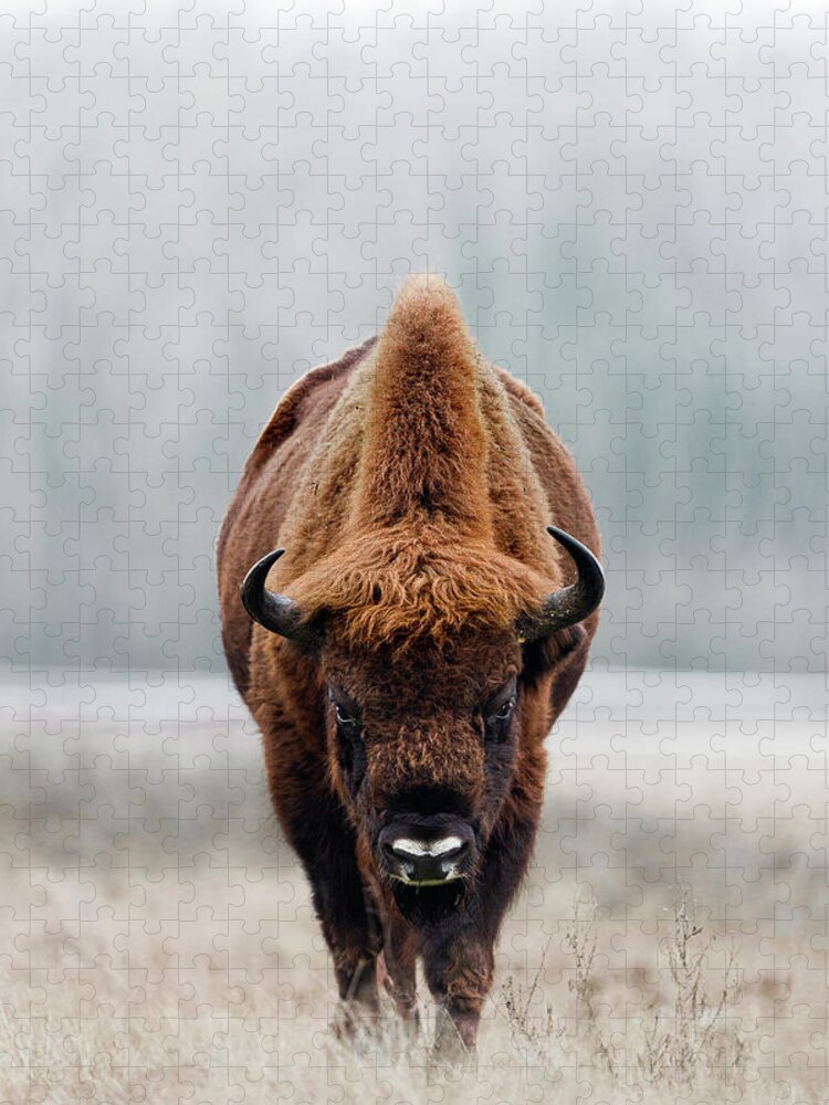 European Buffalo Jigsaw Puzzle featuring the photograph European Bison bull by Patrick Van Os