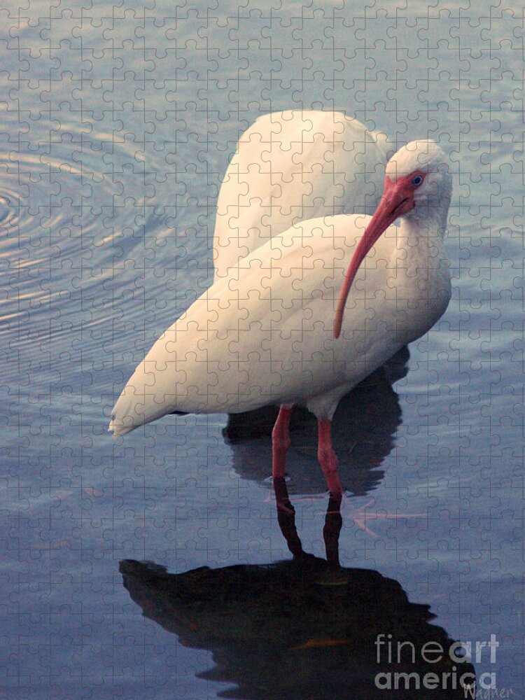 Ibis Jigsaw Puzzle featuring the photograph Evening Ibis by Hilda Wagner