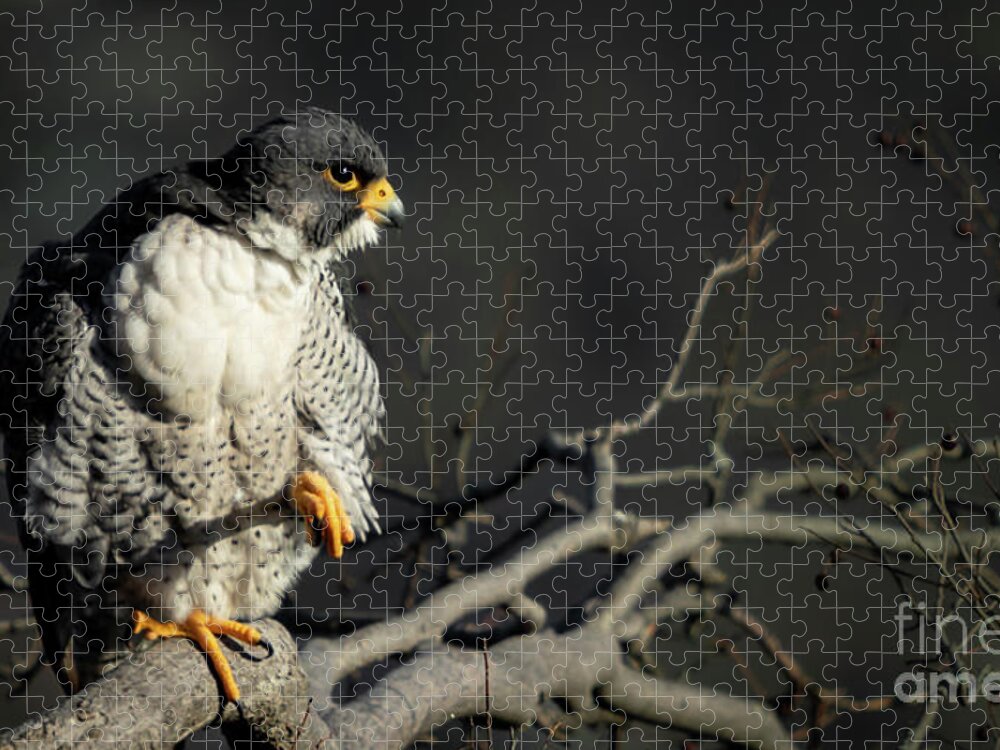 Falcon Jigsaw Puzzle featuring the photograph Eye of Steel by Alyssa Tumale