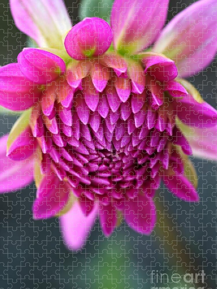 Dahlia Flower Jigsaw Puzzle featuring the photograph Face Of Dahlia by Joy Watson