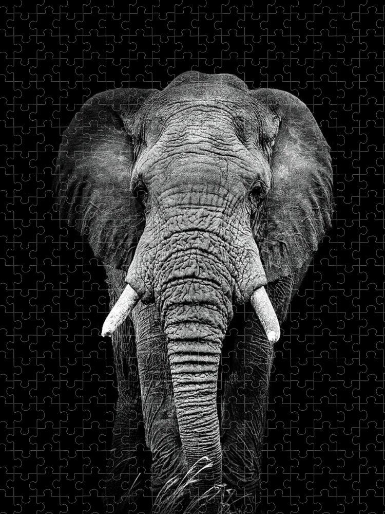 Elephant Jigsaw Puzzle featuring the photograph Face to Face by Kay Brewer