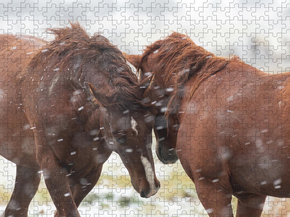 Wild Horses Jigsaw Puzzle featuring the photograph Facing it Together by Mary Hone