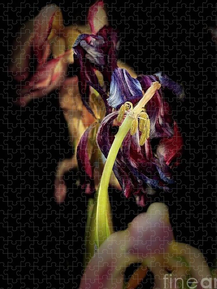 Tulips Jigsaw Puzzle featuring the photograph Fading 1 by Beth Saffer