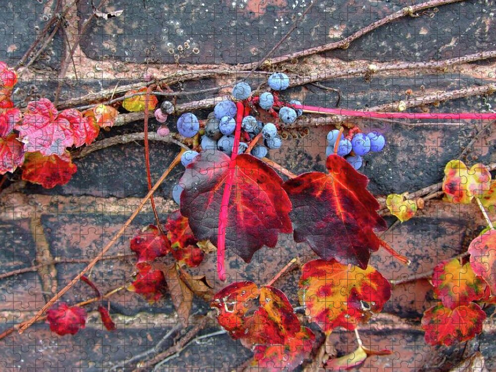 Fall Jigsaw Puzzle featuring the photograph Fall Blue Berries by John Sweeney